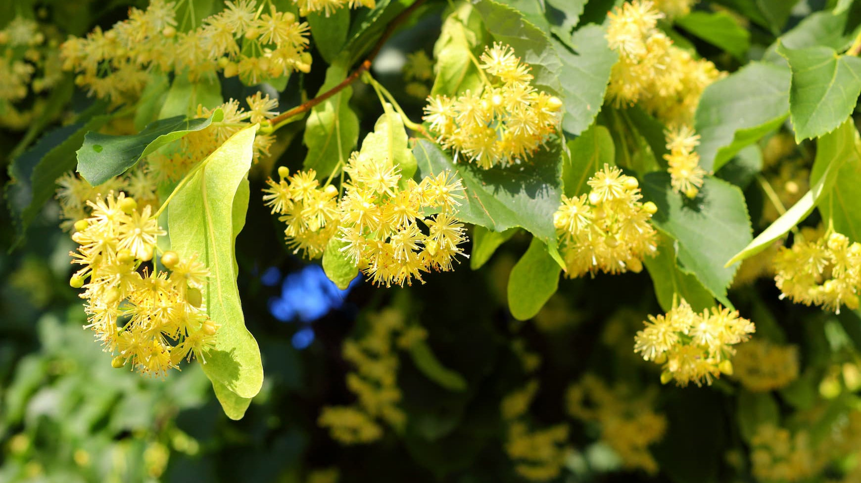 Notes We Love: Linden Blossom