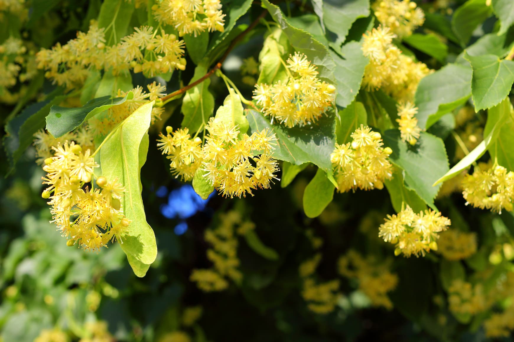 Notes We Love: Linden Blossom
