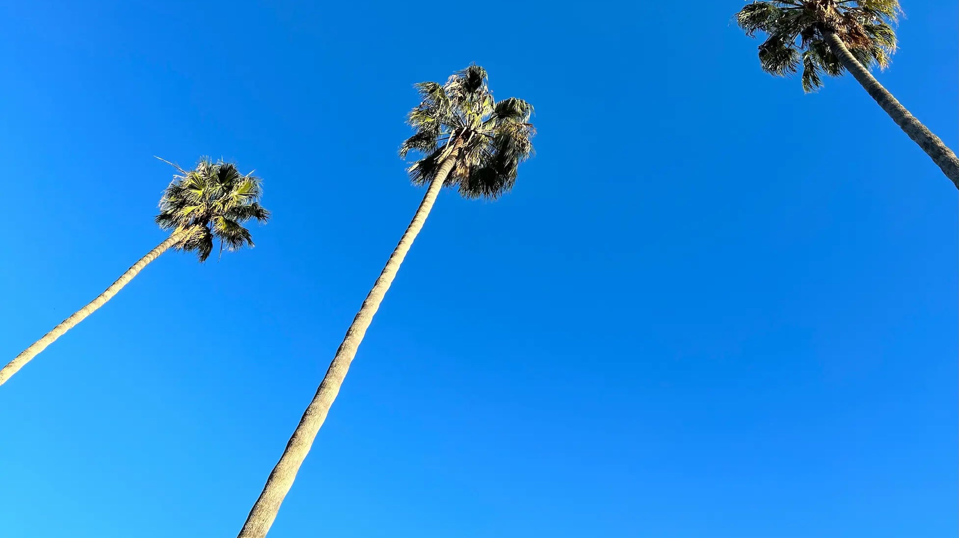 The Best Scent Notes to Wear During the Daytime