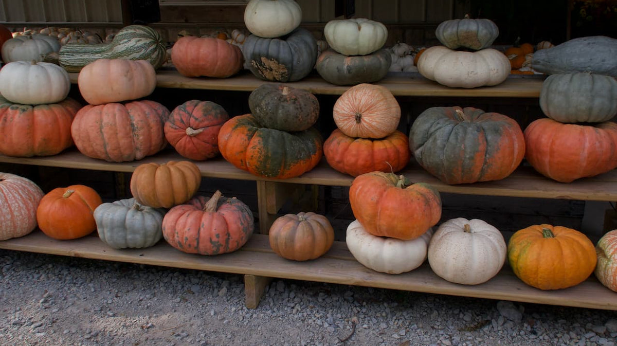 Pumpkin Patch to Happy Hour: One Fragrance for a Full Fall Day