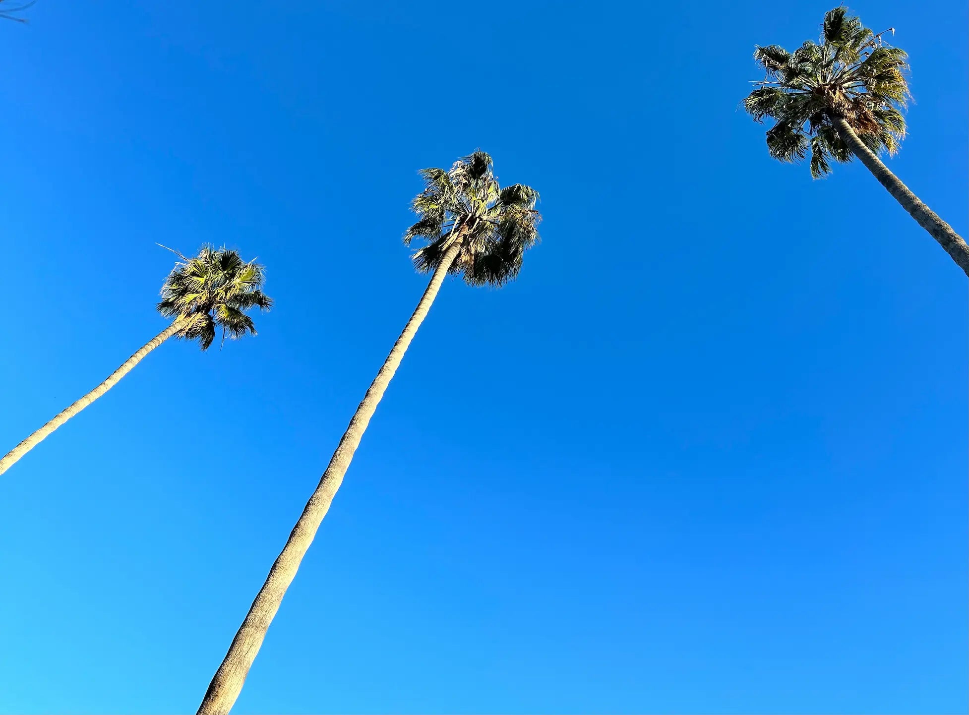 The Best Scent Notes to Wear During the Daytime