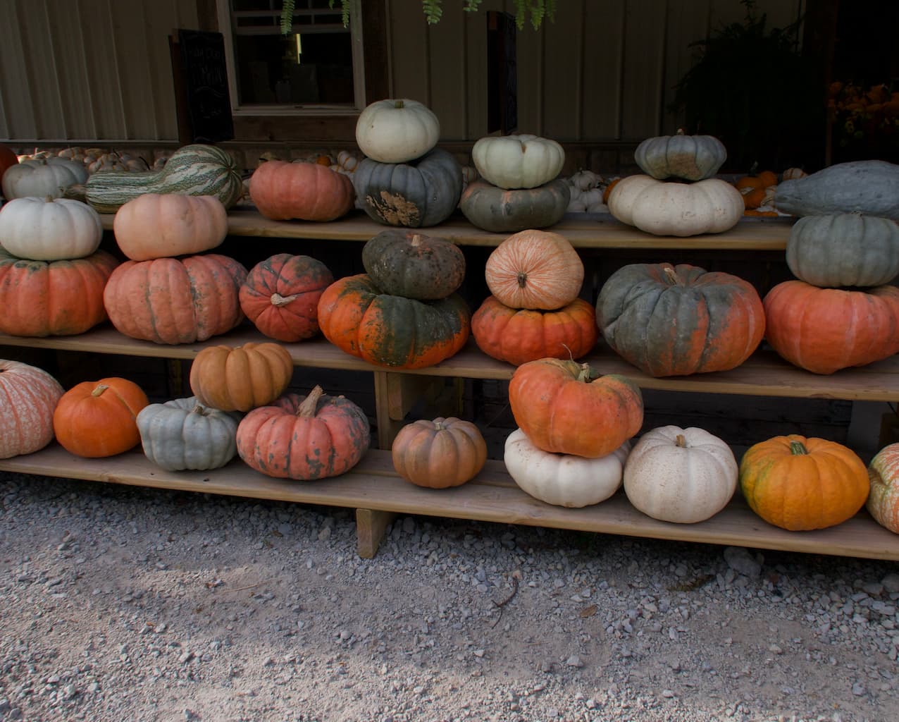 Pumpkin Patch to Happy Hour: One Fragrance for a Full Fall Day
