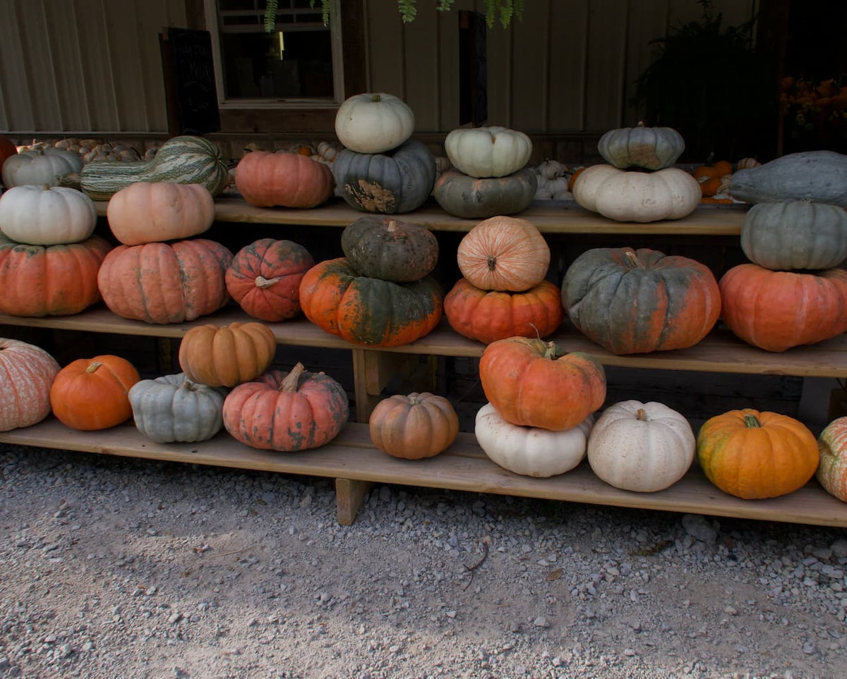 Pumpkin Patch to Happy Hour: One Fragrance for a Full Fall Day